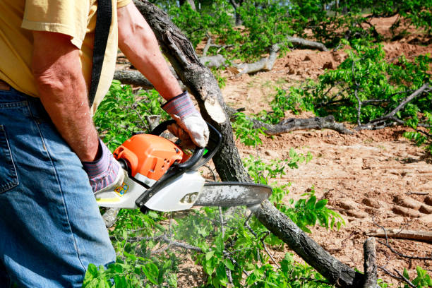 Best Emergency Tree Service  in Glespie, IL